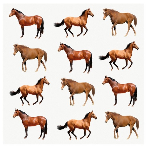 Horse edible cupcake toppers - horse,