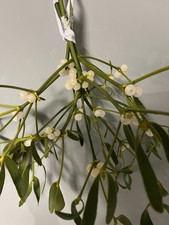 Freshly picked mistletoe and