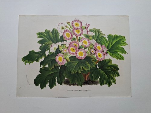 Louis van houtte botany - houtte,