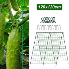 Cucumber Trellis for Climbing