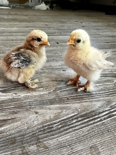 Bantam cochin hatching - 6+,