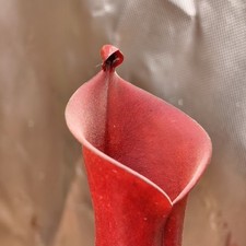 Heliamphora (Chimantensis x