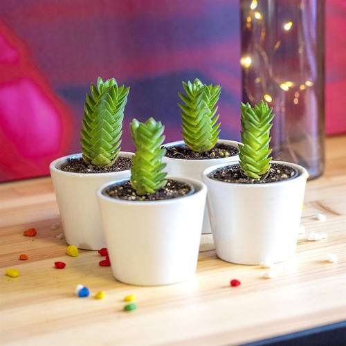 Unusual crassula buddha - unusual, buddha's