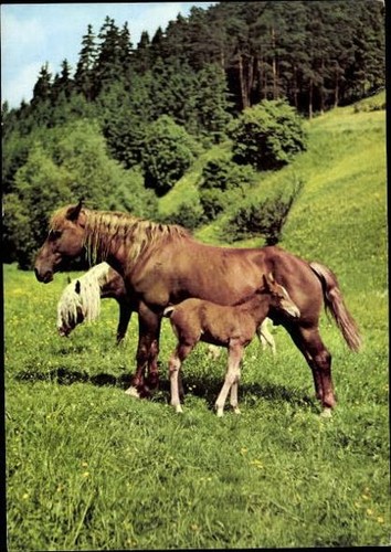Old postcard horses - old, horses,