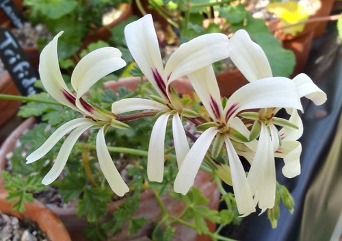 Pelargonium trifidum species - trifidum,