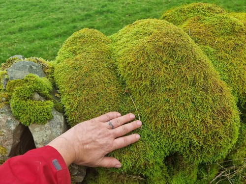 Live organic carpet moss - organic,