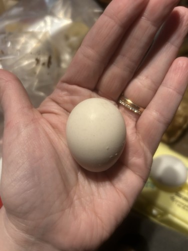 Serama hatching eggs - serama,