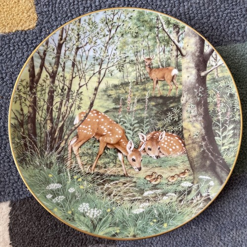Woodland year fawns - woodland,