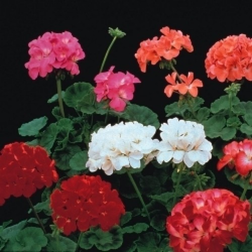 Flower geranium colorama 25 - colorama,