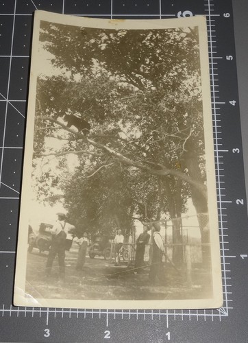 Escaped bear tree men - tree, try