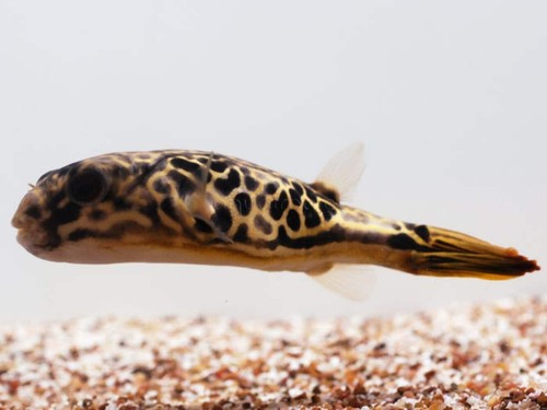 Mbu puffer 5 live - mbu,