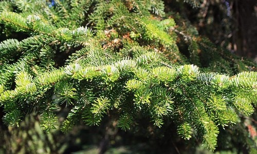 Abies nordmaniana nordman - -,