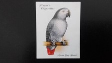 J. PLAYER  1935.  AVAIRY  AND CAGE  BIRDS.  N0 16.  AFRICAN  GREY  PARROT.