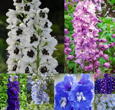 Delphinium perennial plant 2