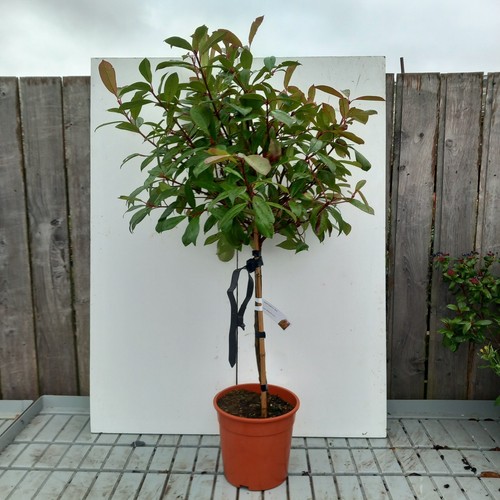 Photinia serr red robin - photinia,