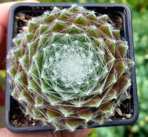 Sempervivum arachnoideum x2 - sempervivum,