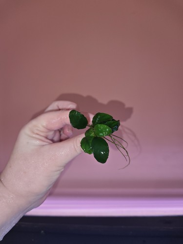 Anubias nana petite live - anubias,