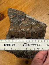 Whitby Fossil 6 X articulated Ichthyosaur Vertebra, Bone Block Ref No 327, 