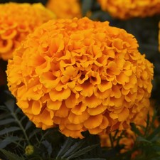 Marigold African F1 Marvel