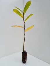 3 Sweet Chestnut Trees - Castanea Sativa - 45cm tall - Cell Grown -