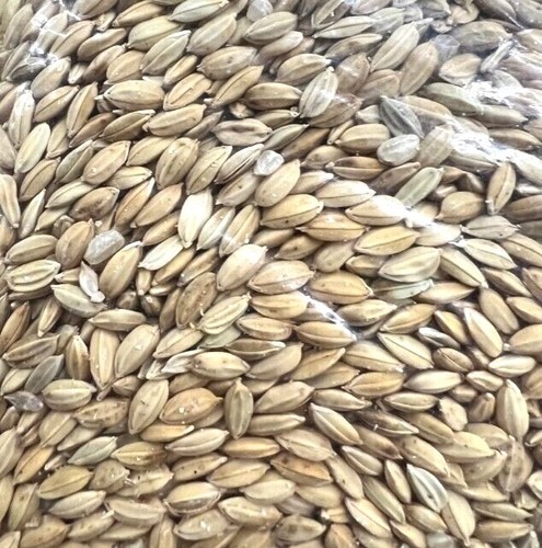Paddy rice bird - rice, food