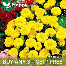 FRENCH MARIGOLD - PETITE LEMON