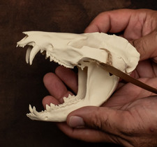 Opossum Skull Replica Life