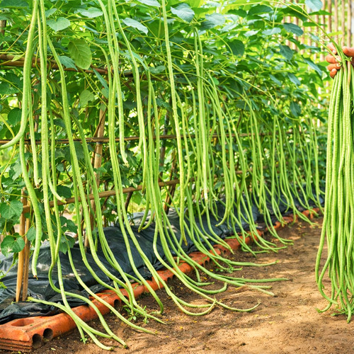 Giant yard long climbing - giant,
