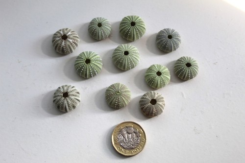Medium15 small sage - 11,