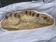 Rare Mosasaur Jaw + Teeth