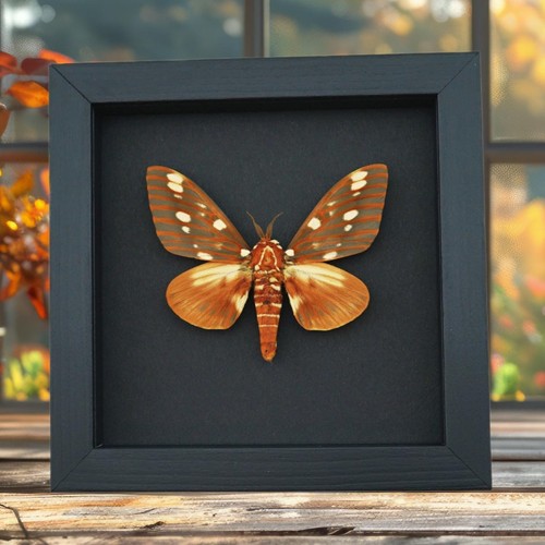 Citheronia regalis royal - citheronia,