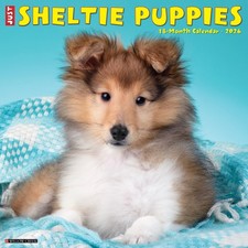 Sheltie Puppies 2026 12" x 12"
