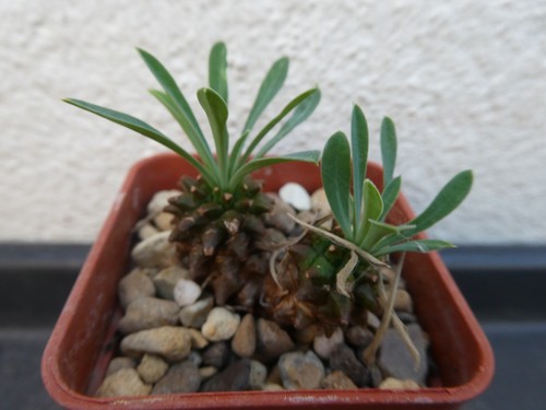 Euphorbia bupleurifolia - bupleurifolia, x