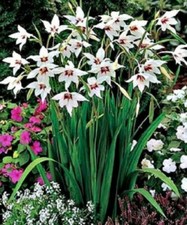 GARDEN FLOWER
