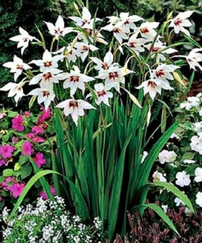 Garden flower - garden,