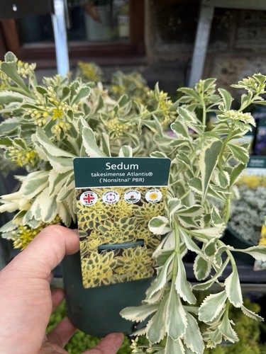 Sedum takesimense x2 pot - sedum, 1l