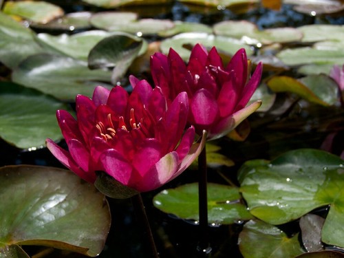 William faulkner water lily - william,
