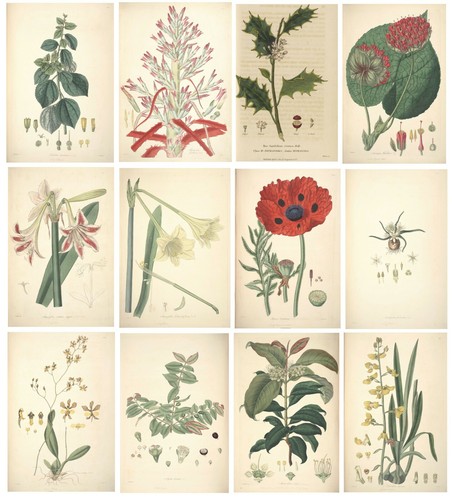Tropical botanical - tropical,