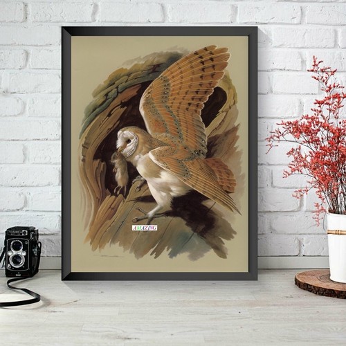 Basil ede british birds of - ede:,