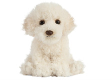 Living nature labradoodle - nature,