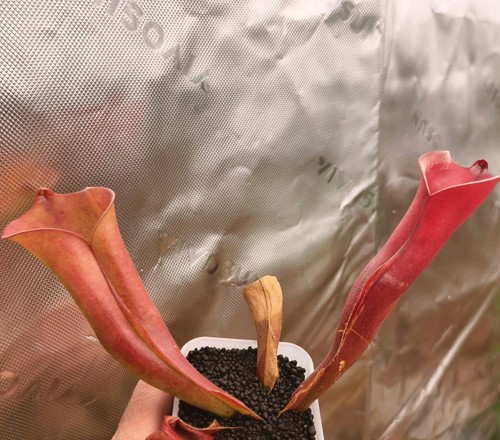 Heliamphora folliculata - folliculata,