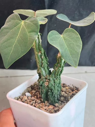 Rare live house plant - house,