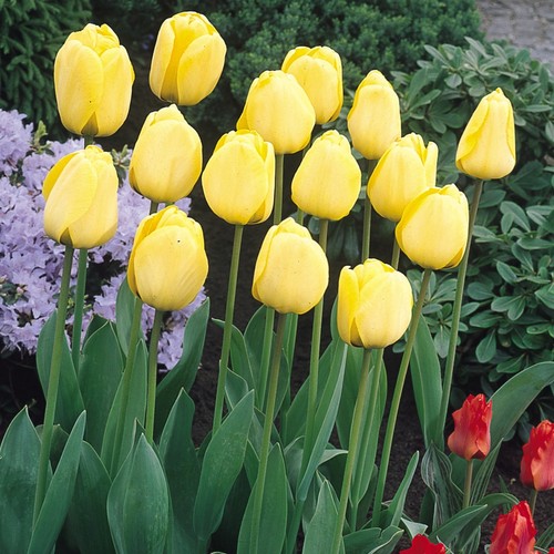 10x golden apeldoorn tulip - golden,