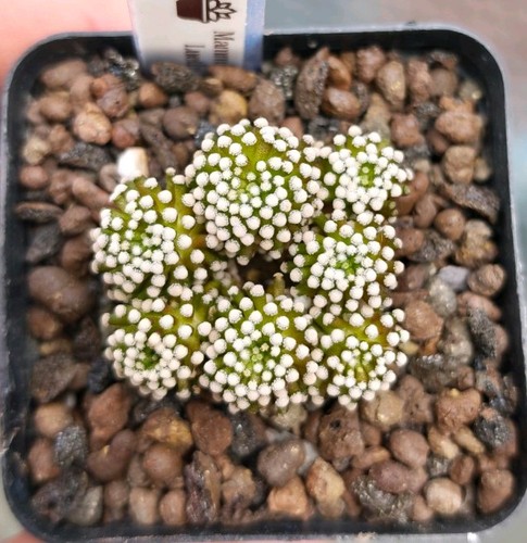 Mammillaria luethyi - luethyi,