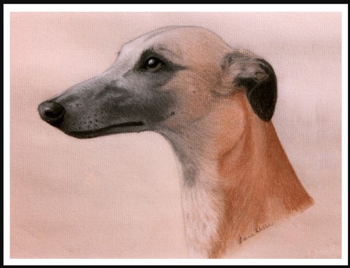 Whippet head study vintage - study,