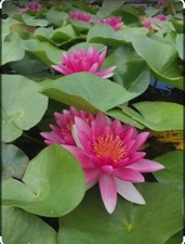 Red Attraction LIVE Deep Water Lily - Vibrant hardy aquatic plant 