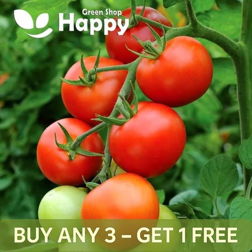 Tomato seeds moneymaker 100 - tomato,