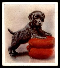 Godfrey Phillips ‘’Our Puppies” 1936 - Irish Water Spaniel No. 9