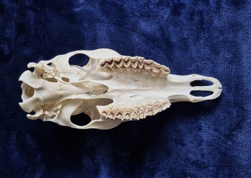 Japanese sika deer bones - sika, deer,