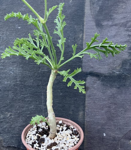 Pelargonium carnosum caudex - pelargonium,